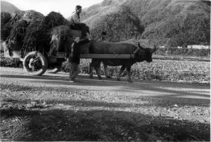 牛車搬運