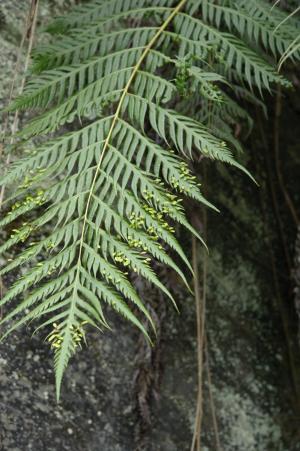 珠芽狗脊蕨