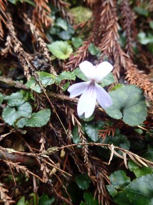 台灣菫菜