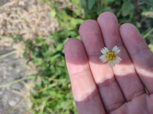 長柄菊