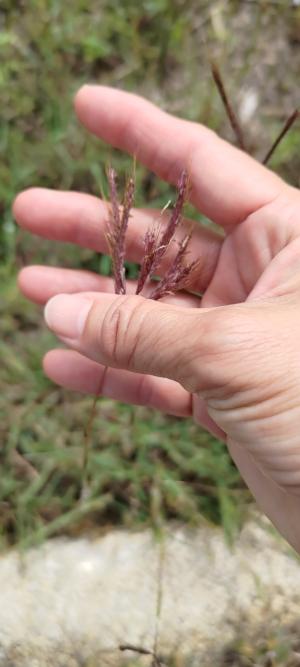 雙花草