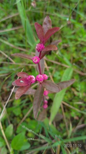 蝦鉗菜 (蓮子草 )