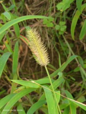 莠狗尾草