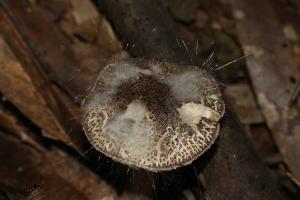 Spinellus fusiger(紡錘孢傘菌黴)