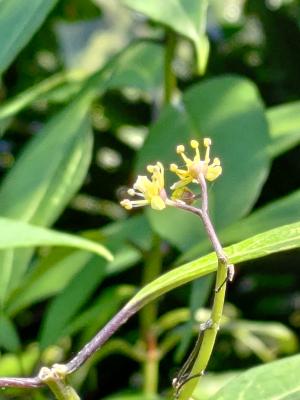 華八仙(華南分布)