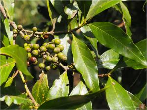 茜草樹