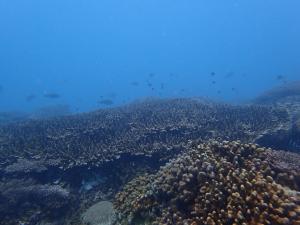 保育區海底景觀—台東基翬