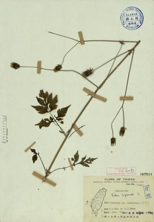 Bidens bipinnata L._標本_BRCM 3941