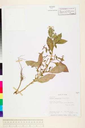 Ludwigia hyssopifolia (G. Don) Exell_標本_BRCM 3610