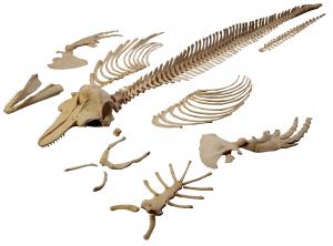 小虎鯨骨骼標本