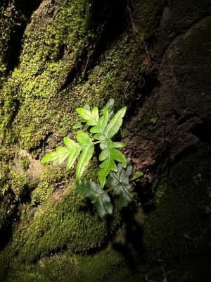 長柄粉背蕨