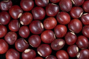紅樹豆