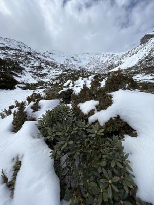 玉山杜鵑