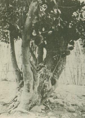 婆羅密樹