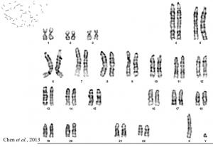 Niviventer culturatus