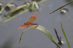 黃翅蜻  (褐斑蜻蜓)