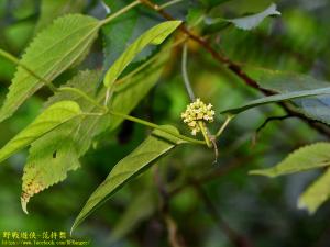 絨毛芙蓉蘭