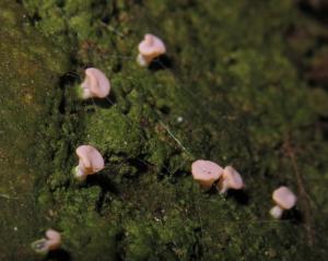 Baeomyces absolutus(小羊角衣)