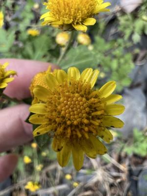 阿里山油菊