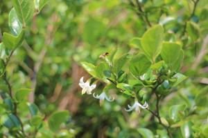 臺灣野茉莉