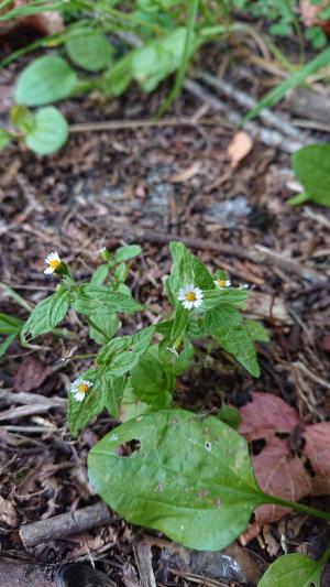 粗毛小米菊