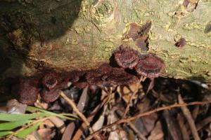 Fuscoporia formosana(福爾摩沙褐孔菌)