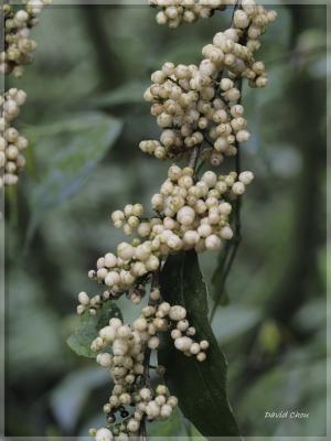 臺灣山桂花