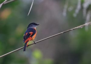 灰喉山椒鳥