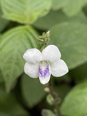 小花寬葉馬偕花