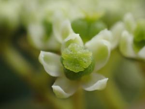 食茱萸