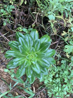 茅毛珍珠菜