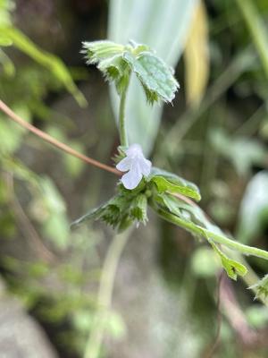 白花草