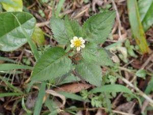 小白花鬼針