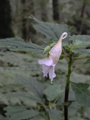 紫花鳳仙花