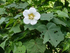 牧野氏山芙蓉