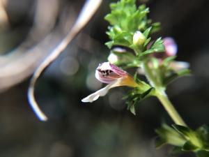 玉山小米草