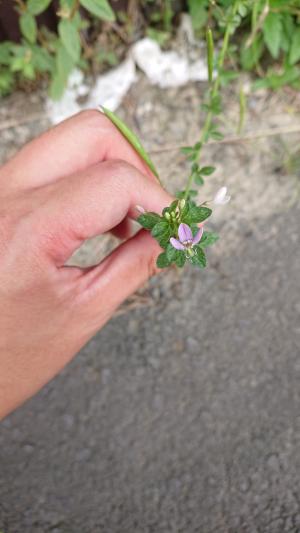 皺子白花菜