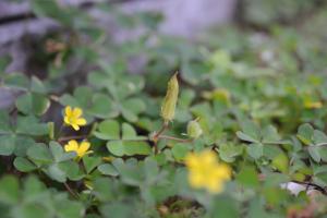 黃花酢醬草