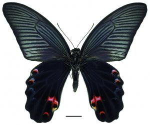 Papilio protenor protenor Cramer, [1775] 黑鳳蝶