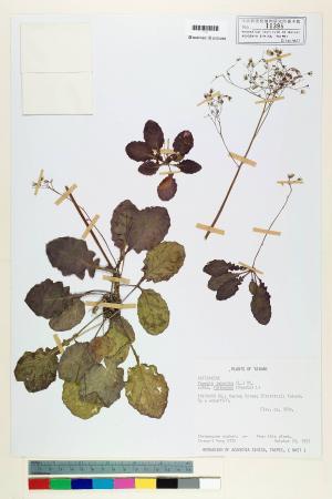 Youngia japonica (L.) DC. var. formosana (Hayata) Li_標本_BRCM 5488