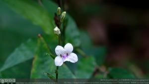 小花寬葉馬偕花