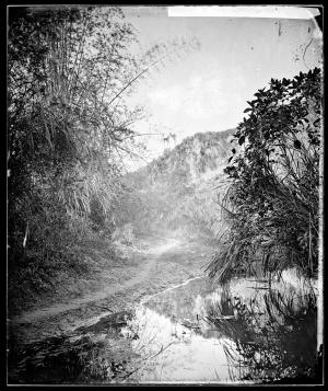 福爾摩沙（臺灣）影像：Foliage at nem-Kong