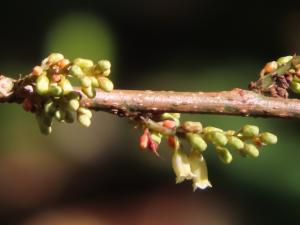 山桂花