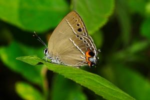 20090930_345780_Satyrium formosanum_a.jpg