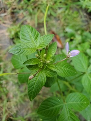 皺子白花菜