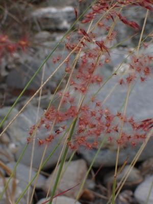 紅毛草