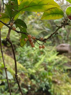 臺灣山桂花