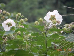 牧野氏山芙蓉