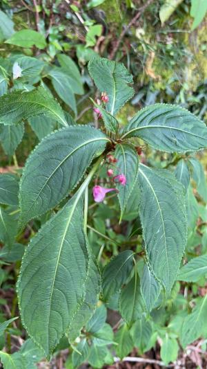 棣慕華鳳仙花