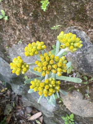 鼠麴草